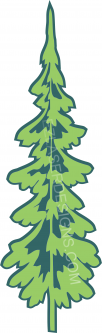 Evergreen Tree