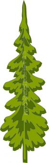 Evergreen Tree